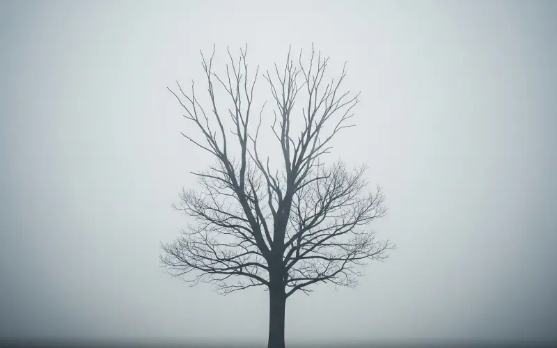 Silêncio do Luto:  As dores que as perdas geram