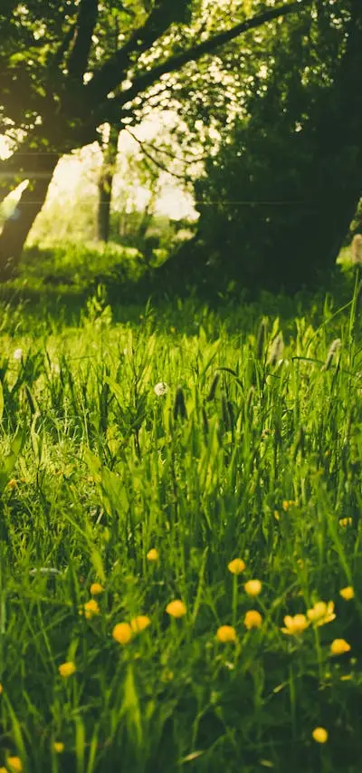Benefícios do Tratamento